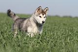 ALASKAN MALAMUTE 162